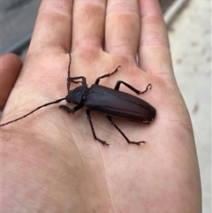 Cnemoplites (genus) at Jervis Bay Village, JBT - 9 Jan 2025 03:15 PM