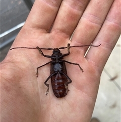 Cnemoplites (genus) at Jervis Bay Village, JBT - 9 Jan 2025 03:15 PM