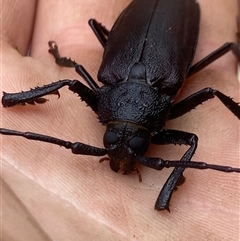 Cnemoplites (genus) at Jervis Bay Village, JBT - 9 Jan 2025 03:15 PM