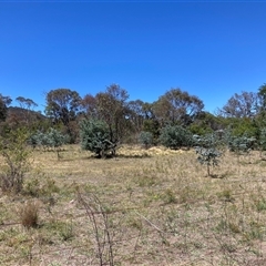 Nassella trichotoma (Serrated Tussock) at Watson, ACT - 17 Jan 2025 by waltraud