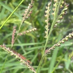 Echinochloa crus-galli (Barnyard Grass) at Araluen, NSW by JaneR