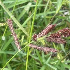 Echinochloa crus-galli at Araluen, NSW - 17 Jan 2025 01:29 PM