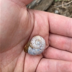 Cornu aspersum (Common Garden Snail) at Brownlow Hill, NSW - 17 Jan 2025 by elisebird