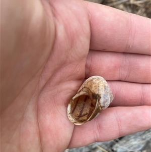 Cornu aspersum at Brownlow Hill, NSW - 17 Jan 2025 08:41 AM