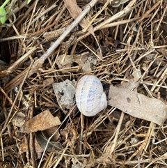 Cornu aspersum at Brownlow Hill, NSW - 17 Jan 2025 08:41 AM