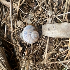 Cornu aspersum at Brownlow Hill, NSW - 17 Jan 2025 08:41 AM