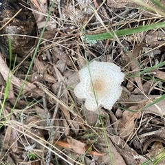 Unidentified Fungus at Brownlow Hill, NSW - 16 Jan 2025 by elisebird