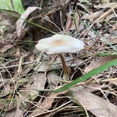 Lepiota s.l. at Brownlow Hill, NSW - 17 Jan 2025 08:39 AM