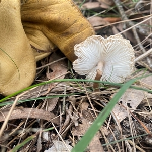 Lepiota s.l. at Brownlow Hill, NSW - 17 Jan 2025 08:39 AM