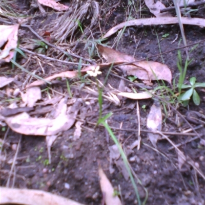 Wurmbea uniflora at Noorinbee, VIC - 16 Oct 2011 by JasonPStewartNMsnc2016