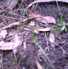 Wurmbea uniflora at Noorinbee, VIC - 16 Oct 2011 01:52 PM