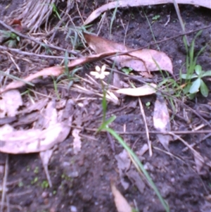 Wurmbea uniflora at Noorinbee, VIC - 16 Oct 2011 01:52 PM