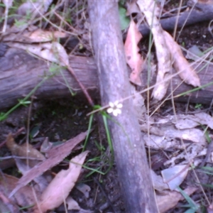 Wurmbea uniflora at Noorinbee, VIC - 16 Oct 2011 01:52 PM