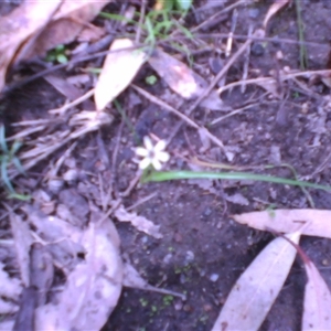 Wurmbea uniflora at Noorinbee, VIC - 16 Oct 2011 01:52 PM