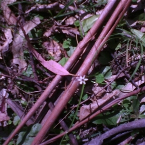 Wurmbea uniflora at Noorinbee, VIC - 16 Oct 2011 01:52 PM