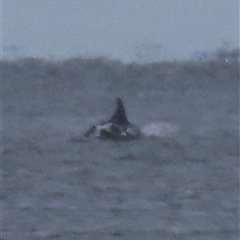 Tursiops truncatus at Woorim, QLD - 18 Jan 2025 by lbradley