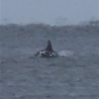 Tursiops truncatus at Woorim, QLD - 17 Jan 2025 by lbradley