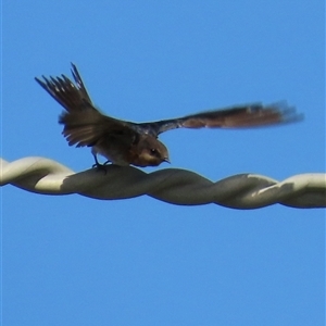 Hirundo neoxena at Woorim, QLD - 18 Jan 2025 09:51 AM