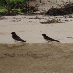 Hirundo neoxena at Woorim, QLD - 18 Jan 2025 09:51 AM