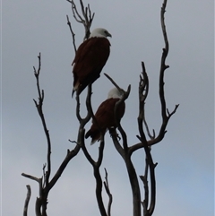 Haliastur indus (Brahminy Kite) at Woorim, QLD - 18 Jan 2025 by lbradley