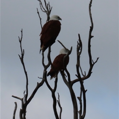 Haliastur indus (Brahminy Kite) at Woorim, QLD - 18 Jan 2025 by lbradley