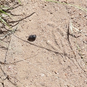 Unidentified True bug (Hemiptera, Heteroptera) at Lyons, ACT by ran452