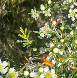 Unidentified Flower wasp (Scoliidae or Tiphiidae) at Jervis Bay Village, JBT by Maxxy167