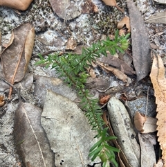 Rhytidosporum procumbens (White Marianth) at Jervis Bay Village, JBT - 19 Dec 2024 by Maxxy167