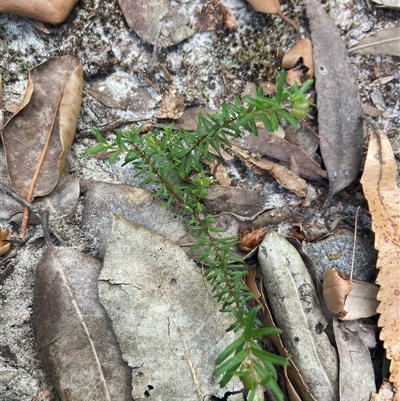 Rhytidosporum procumbens (White Marianth) at Jervis Bay Village, JBT - 19 Dec 2024 by Maxxy167