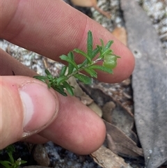 Rhytidosporum procumbens at Jervis Bay Village, JBT - 19 Dec 2024 11:51 AM