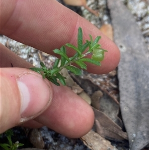 Rhytidosporum procumbens at Jervis Bay Village, JBT - 19 Dec 2024 11:51 AM