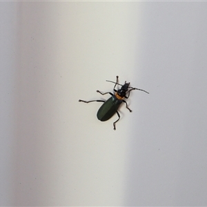 Unidentified Beetle (Coleoptera) at Lyons, ACT by ran452