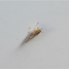 Psyllidae sp. (family) (Unidentified psyllid or lerp insect) at Lyons, ACT - 18 Jan 2025 by ran452