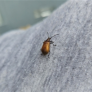 Ecnolagria sp. (genus) at Kandos, NSW by aussiejai