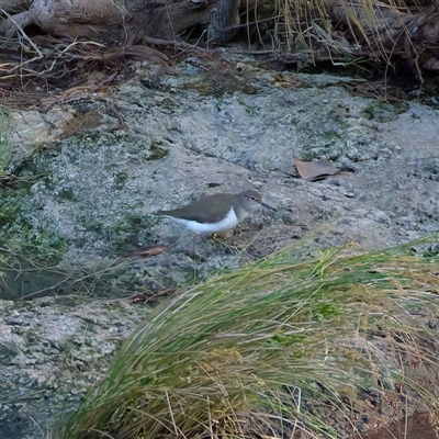 Actitis hypoleucos at Greenway, ACT - 17 Jan 2025 by regeraghty