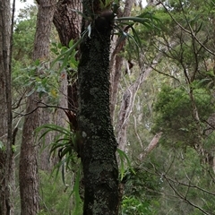 Platycerium bifurcatum (Elkhorn) at Narrawallee, NSW - 17 Jan 2025 by Clarel