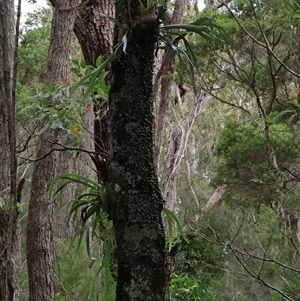 Platycerium bifurcatum at Narrawallee, NSW - 17 Jan 2025