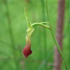 Cryptostylis subulata (Cow Orchid) at Narrawallee, NSW - 17 Jan 2025 by Clarel