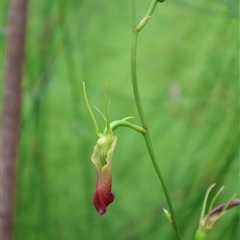 Cryptostylis subulata at Narrawallee, NSW - suppressed