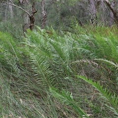 Telmatoblechnum indicum (Bungwall, Swampwater Fern) at Narrawallee, NSW - 17 Jan 2025 by Clarel