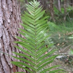 Telmatoblechnum indicum at Narrawallee, NSW - 17 Jan 2025 02:53 PM