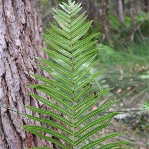 Telmatoblechnum indicum at Narrawallee, NSW - 17 Jan 2025 02:53 PM