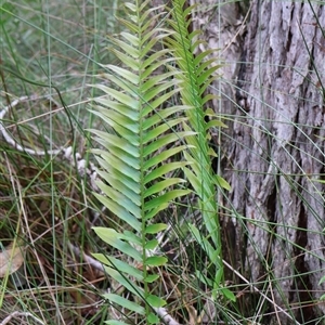 Telmatoblechnum indicum at Narrawallee, NSW - 17 Jan 2025 02:53 PM