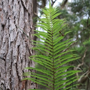 Telmatoblechnum indicum at Narrawallee, NSW - 17 Jan 2025 02:53 PM