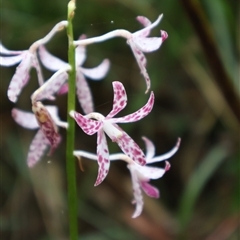 Dipodium variegatum (Blotched Hyacinth Orchid) at Narrawallee, NSW - 17 Jan 2025 by Clarel