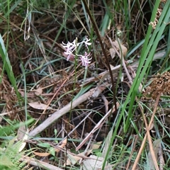 Dipodium variegatum at Narrawallee, NSW - suppressed