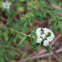 Pimelea sp. at Narrawallee, NSW - 17 Jan 2025 by Clarel