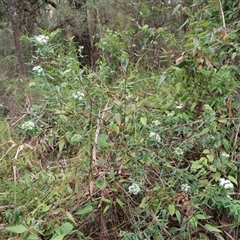 Platysace lanceolata at Narrawallee, NSW - 17 Jan 2025 02:38 PM