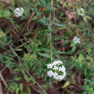 Platysace lanceolata at Narrawallee, NSW - 17 Jan 2025 02:38 PM