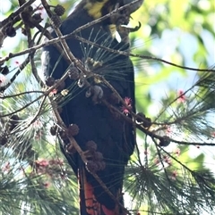 Calyptorhynchus lathami lathami (Glossy Black-Cockatoo) at Budderoo, NSW - 16 Apr 2023 by GITM1